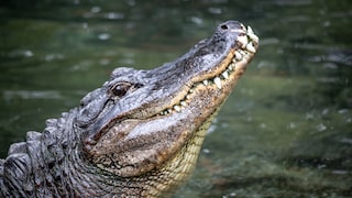 Ein Krokodil schwimmt in einem Gewässer