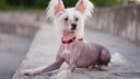 Ein Chinesischer Schopfhund liegt drau&szlig;en auf einer kleinen Mauer