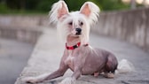 Ein Chinesischer Schopfhund liegt draußen auf einer kleinen Mauer