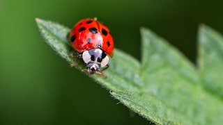 Marienkäfer auf einem Blatt