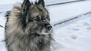 Seinen deutschen Namen verdankt der Wolfsspitz, der im Ausland auch als Keeshond bekannt ist, seiner gr&auml;ulichen Fellfarbe, die an einen Wolf erinnert.