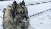 Seinen deutschen Namen verdankt der Wolfsspitz, der im Ausland auch als Keeshond bekannt ist, seiner gräulichen Fellfarbe, die an einen Wolf erinnert.