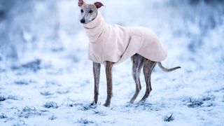 Hund der Rasse Greyhound mit Fließmantel in Winterlandschaft
