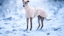 Hund der Rasse Greyhound mit Fließmantel in Winterlandschaft