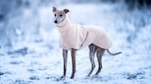Hund der Rasse Greyhound mit Fließmantel in Winterlandschaft