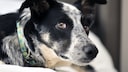 Border Collie mix mit gelben Halsband, der in die Kamera schaut