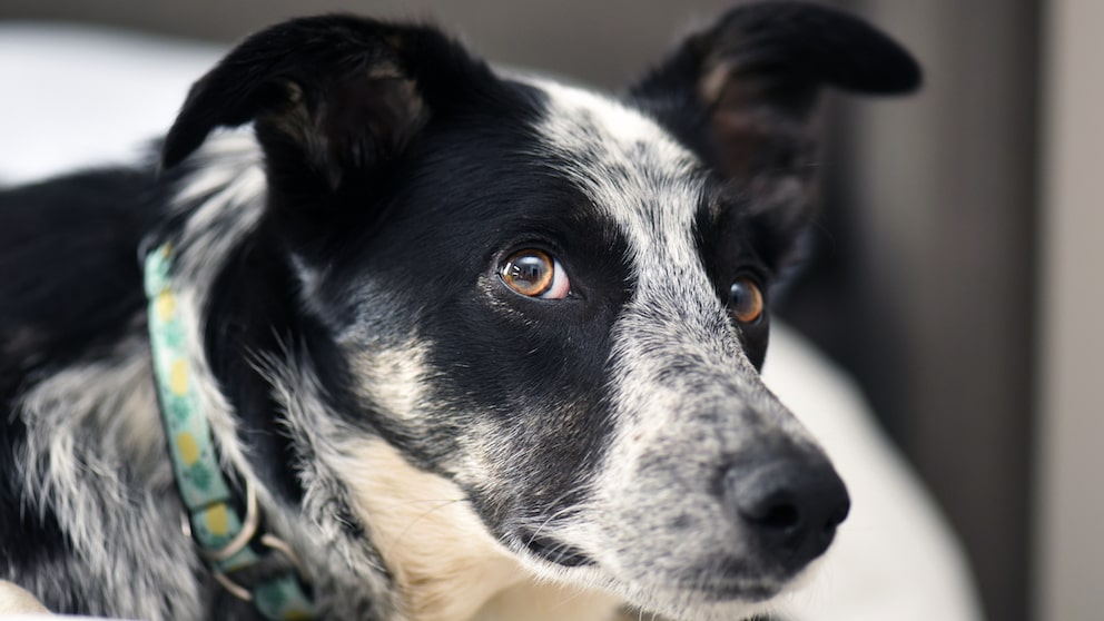 Border Collie mix mit gelben Halsband, der in die Kamera schaut