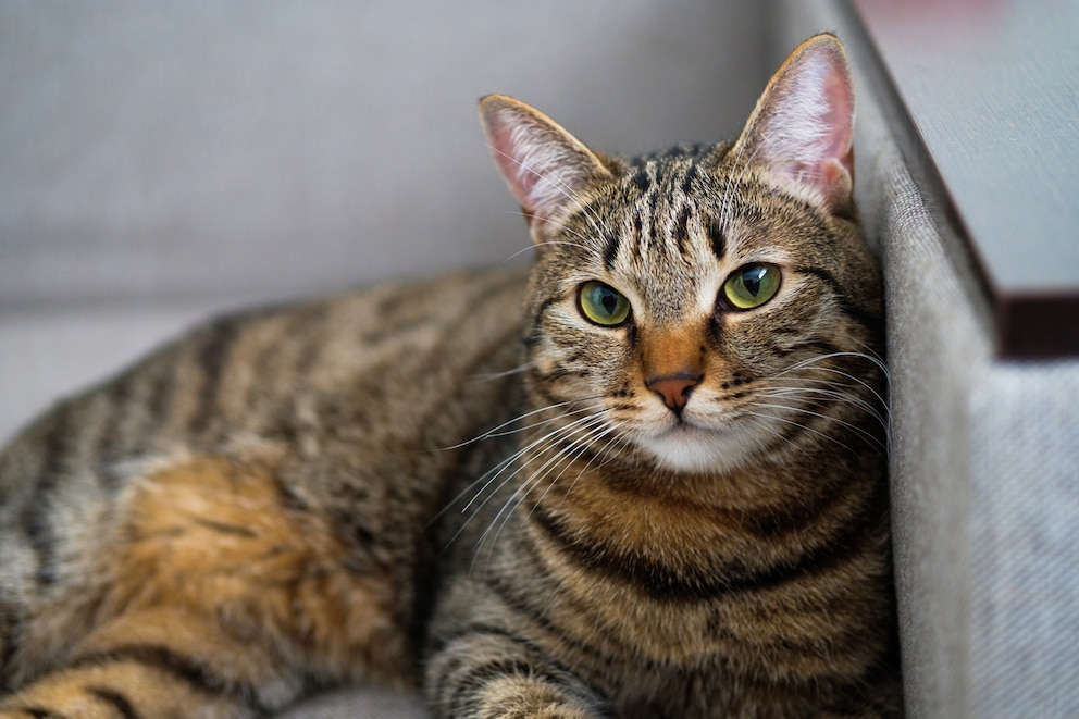 Grau-gestreifte Katze auf einem Sessel