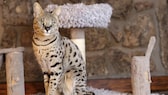 Eine Safarikatze soll in etwa so aussehen wie eine Savannah