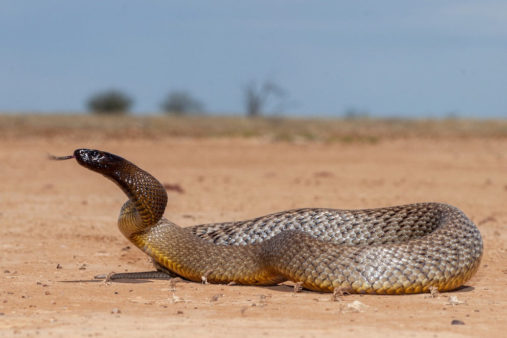 <strong>Der Inland Taipan ist die giftigste Schlange der Welt.</strong>