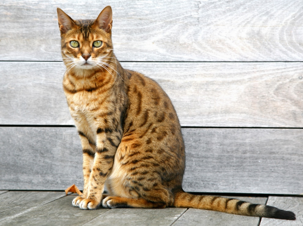 Bengalkatze sitzend auf Holzbrettern