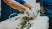 Tierärzte bereiten eine Katze auf eine Operaton vor