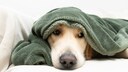 Das vermehrte Bed&uuml;rfnis nach Schlaf und Antriebslosigkeit k&ouml;nnen Anzeichen f&uuml;r eine m&ouml;gliche Winterdepression bei Hunden sein.