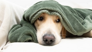 Das vermehrte Bedürfnis nach Schlaf und Antriebslosigkeit können Anzeichen für eine mögliche Winterdepression bei Hunden sein.