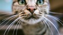 Nahaufnahme von den Schnurrhaaren einer getigerten Katze