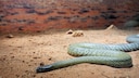 Inland Taipan (Oxyuranus microlepidotus) im Outback von Queensland, Australien