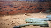 Inland Taipan (Oxyuranus microlepidotus) im Outback von Queensland, Australien