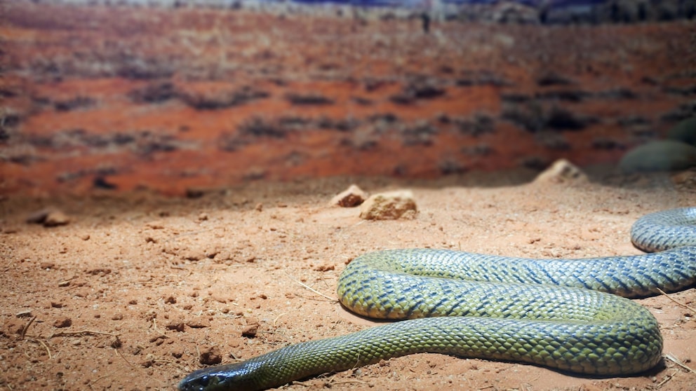 Inland Taipan (Oxyuranus microlepidotus) im Outback von Queensland, Australien