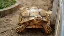 Eine Spornschildkr&ouml;te in ihrem Freigehege neben ihrem Fr&uuml;hbeet