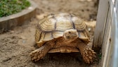 Eine Spornschildkröte in ihrem Freigehege neben ihrem Frühbeet