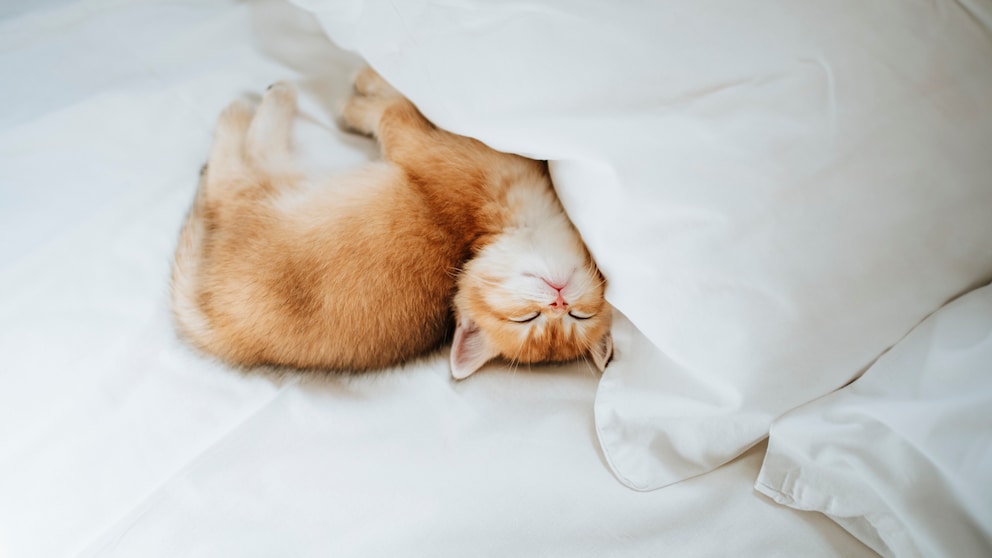 Kätzchen liegt im Bett ans Kopfkissen gekuschelt