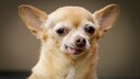 Ist Chihuahua TobyKeith der älteste Hund der Welt? (Symbolbild)
