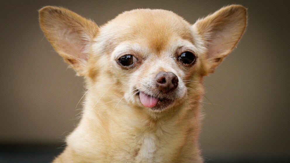 Ist Chihuahua TobyKeith der älteste Hund der Welt? (Symbolbild)