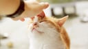 Katze geniest es am Kopf gestreichelt zu werden