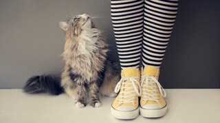 Katze sitzt neben eng aneinander gestellten Beinen einer Frau