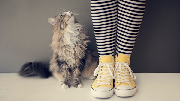 Katze sitzt neben eng aneinander gestellten Beinen einer Frau