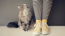 Katze sitzt neben eng aneinander gestellten Beinen einer Frau