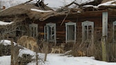 Wölfe streifen durch ein verlassenes, kleines Dorf in der Nähe von Tschernobyl