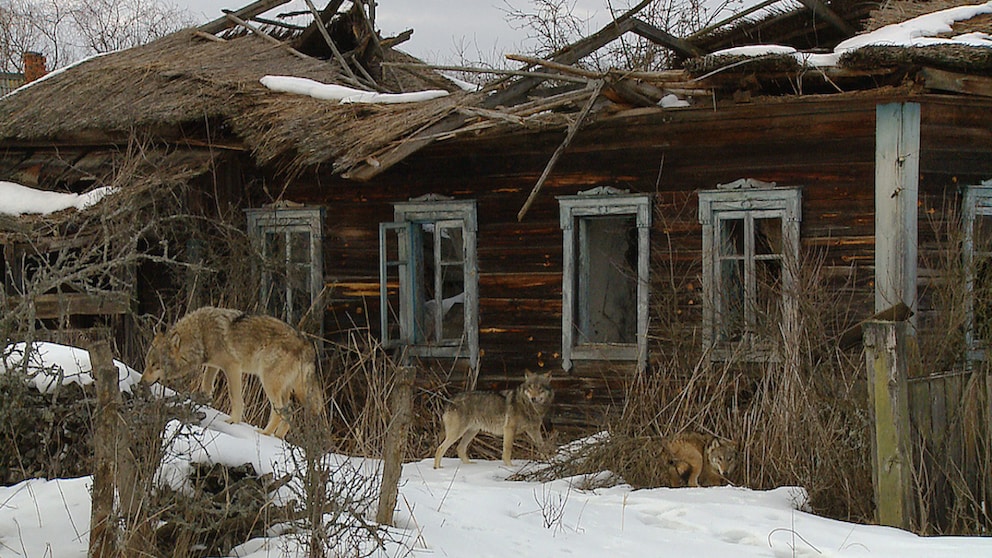 Wölfe streifen durch ein verlassenes, kleines Dorf in der Nähe von Tschernobyl