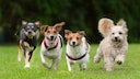 Vier Hunde kleiner Rassen rennen auf einer Wiese