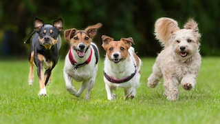 Vier Hunde kleiner Rassen rennen auf einer Wiese