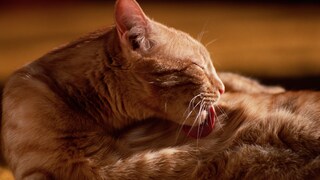 Katze putzt sich