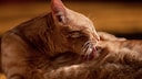 Katze putzt sich