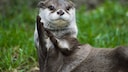 Otter, der seine Pfoten zusammenlegt
