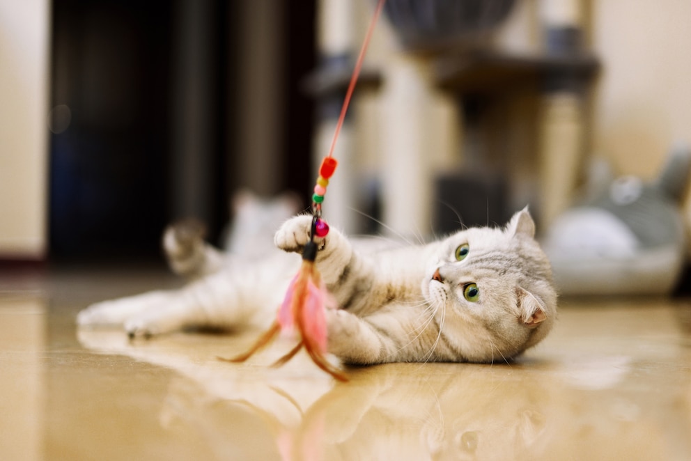 Tabby-Katze beim Spiel auf dem Boden liegend