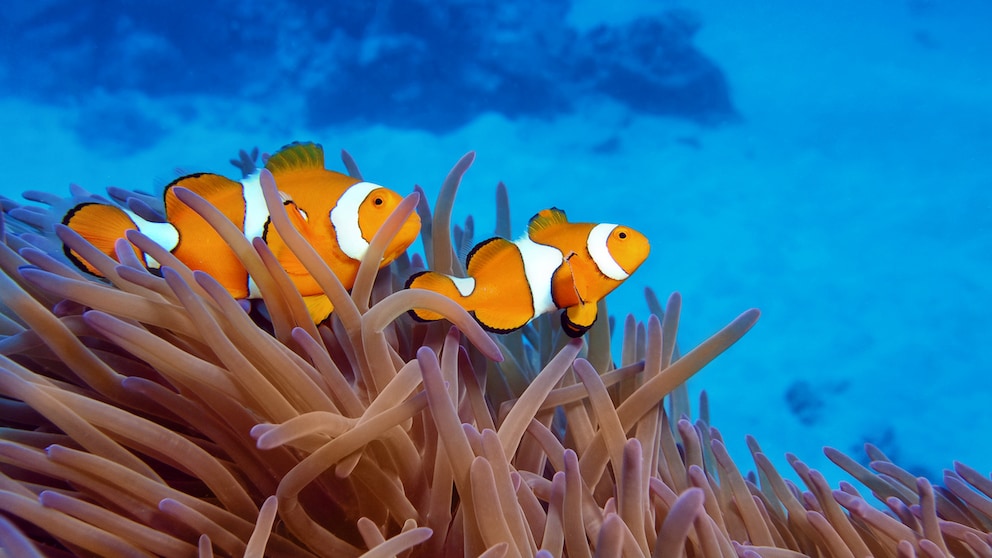 Zwei Clownfische schwimmen über einer Anemone