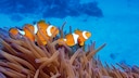 Zwei Clownfische schwimmen über einer Anemone