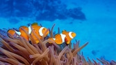 Zwei Clownfische schwimmen über einer Anemone