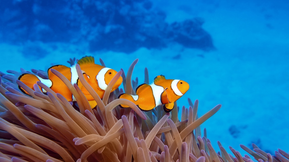 Zwei Clownfische schwimmen über einer Anemone