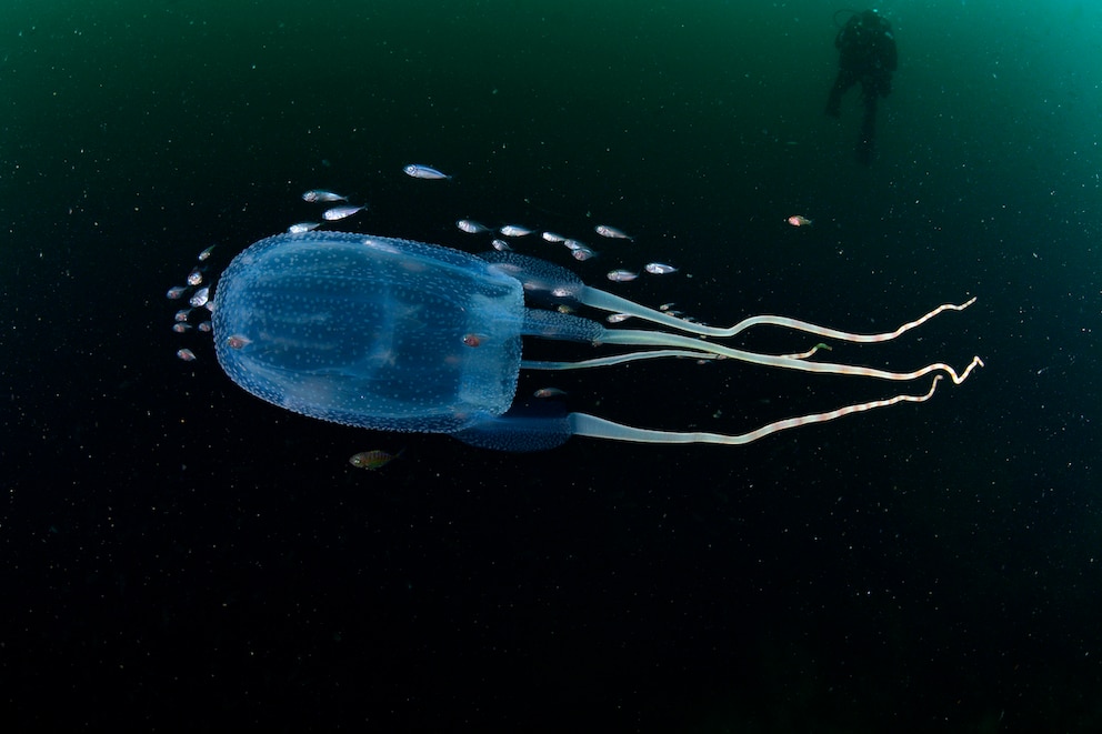 <strong>In Australien werden Badestrände seeseitig eingezäunt, um Badegäste vor der giftigen Seewespe zu schützen.</strong>