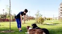 Darf sich eigentlich jeder Hundetrainer nennen? PETBOOK klärt auf.