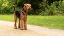 Ein Airedale Terrier steht auf einem Sandweg im Park