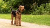 Ein Airedale Terrier steht auf einem Sandweg im Park