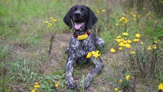 Ein glücklicher Jagdhund liegt auf einer blühenden Wiese und trägt einen gelben GPS-Tracker