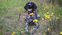 Ein gl&uuml;cklicher Jagdhund liegt auf einer bl&uuml;henden Wiese und tr&auml;gt einen gelben GPS-Tracker