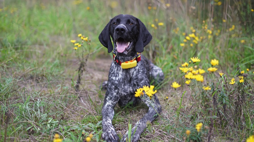 Ein glücklicher Jagdhund liegt auf einer blühenden Wiese und trägt einen gelben GPS-Tracker